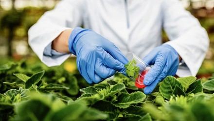 Descubren en el CSIC una proteína esencial para el crecimiento de las plantas