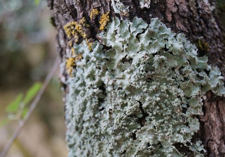 Descubren un nuevo liquen en el Parque Natural de Penyagolosa, inédito en Europa