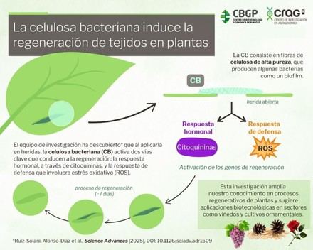 La celulosa bacteriana acelera la regeneración de tejidos en plantas