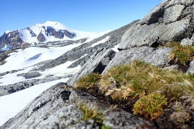 Desconocimiento sobre ecosistemas terrestres complica la conservación en la Antártida