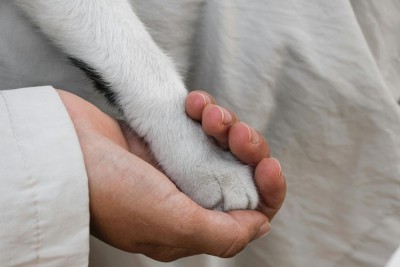 La terapia con perros beneficia emocionalmente a reclusos en España