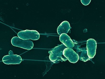 Descubre cómo las bacterias tienen su propia vida social y se comunican entre ellas