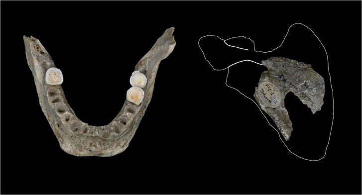 Evidencias revelan que el canibalismo era común en comunidades humanas hace 18.000 años