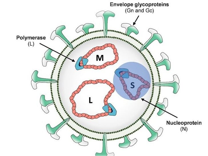 Desarrollan variantes del virus de la fiebre del Valle del Rift para investigación científica