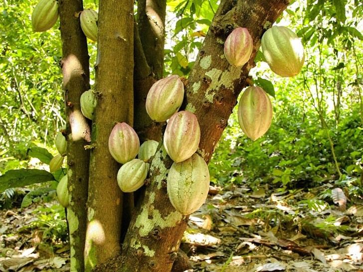 Desarrollan un bioproceso para eliminar cadmio en cultivos de cacao