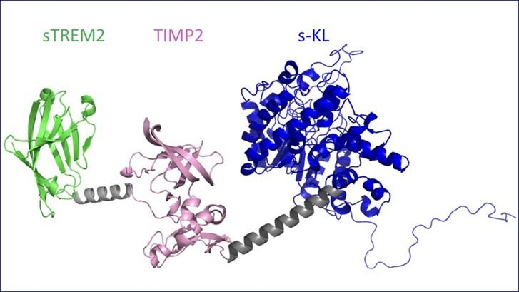 Desarrollan una proteína que mejora la memoria en modelos de Alzheimer